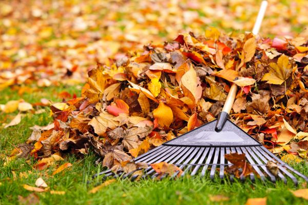 Cost of Leaves Removal in Bowie