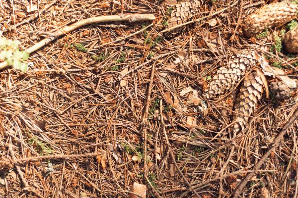 Cost of Pine Needles Removal in Bowie
