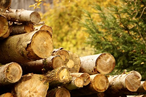 Wood Pile Removal in Bowie