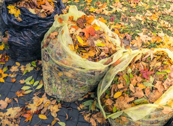 Yard Cleanup Service in Bowie