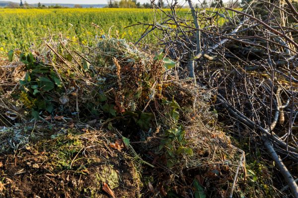 Brush Disposal in Bowie