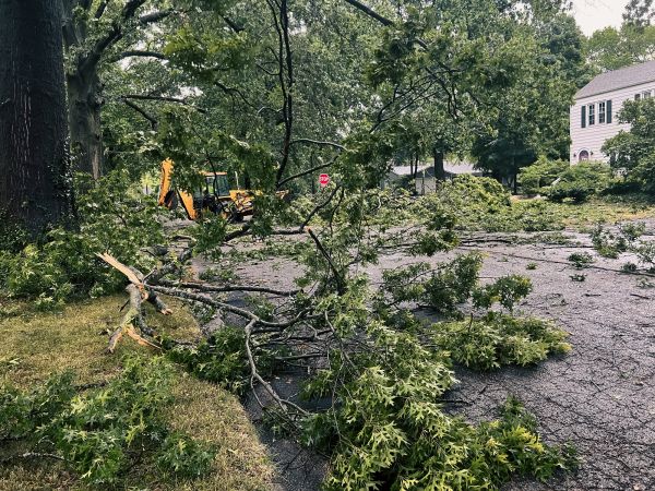 Tree Branch Disposal in Bowie