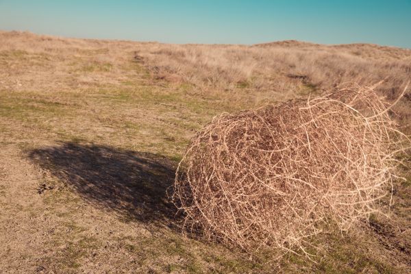 Cost of Tumbleweed Removal in Bowie