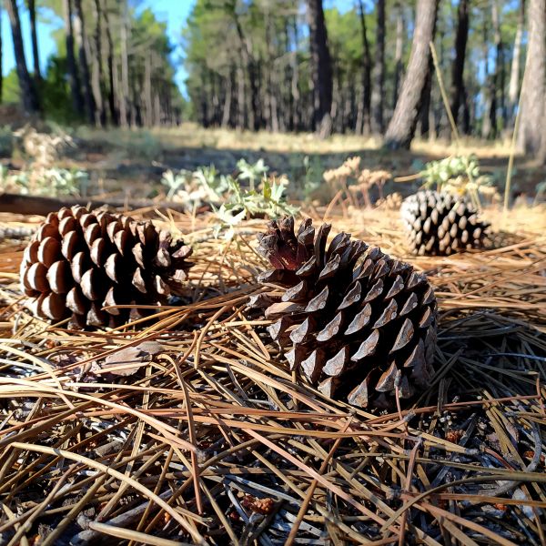 Cost of Pine Cone Removal in Bowie