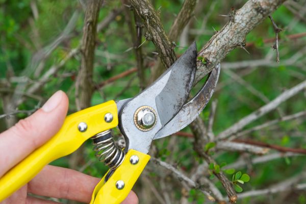 Limbs Removal in Bowie