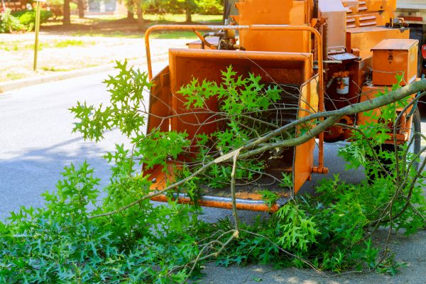 Tree Branches Removal in Bowie