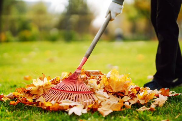 Cost of Ditch Leaf Removal in Bowie