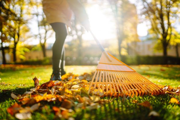 Leaves Raking in Bowie