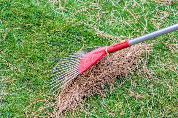 Yard Raking in Bowie