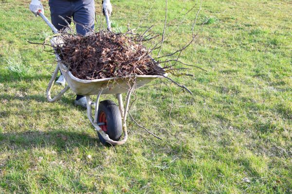 Yard Brush Removal in Bowie