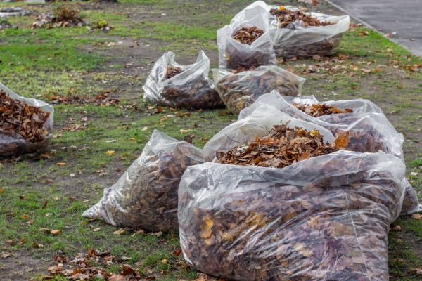 Cost of Leaf Pile Disposal in Bowie
