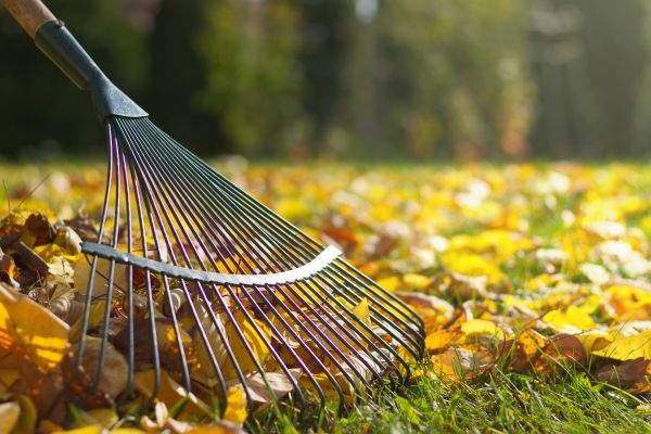 Leaf Removal in Bowie