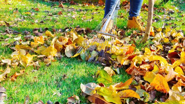 Lawn Cleanup Service in Bowie