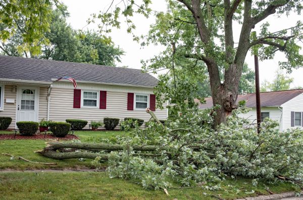 Fallen Branch Removal in Bowie