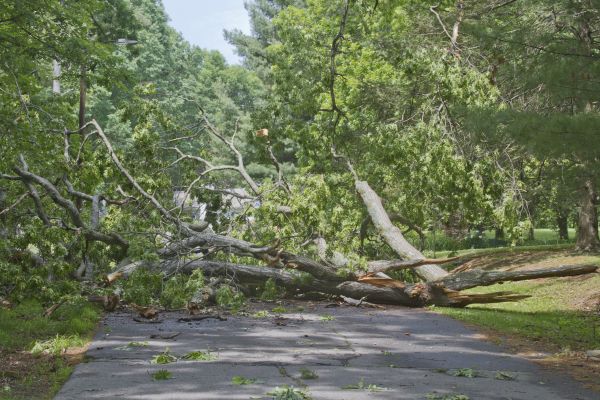 Tree Debris Removal in Bowie